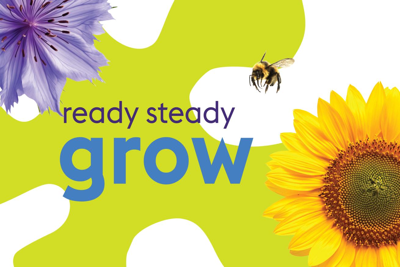 A bee flying between a purple flower and a sunflower with 'ready steady grow' written over the top